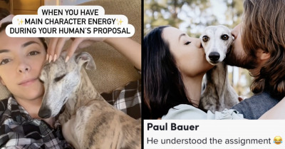 Pixel, The Whippet Dog, Becomes The Star Of The Show At Her Hooman’s Engagement