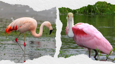 17 Pink Birds That Really Exist