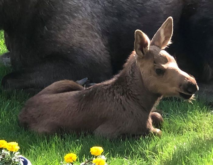 After a year, their mother usually drives the calves away as she prepares to give birth to a new set of calves.