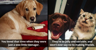 25 Things Every Labrador Dog Owner Can Definitely Relate To