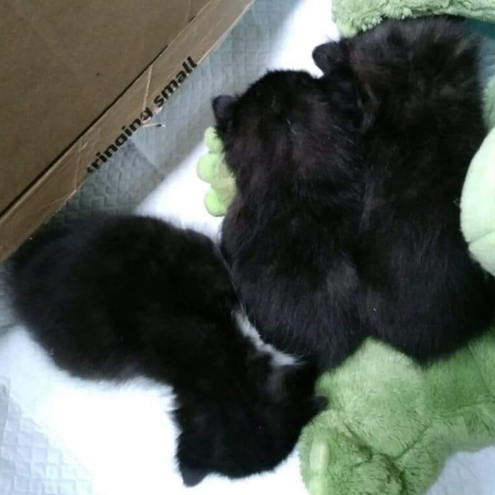 The abandoned litter even looks like Cricket!