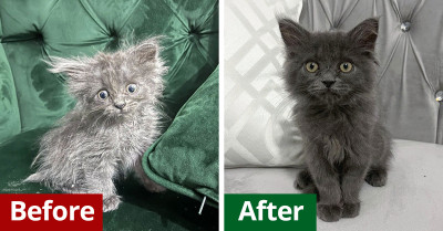51 People Share The Incredible Transformation Of Adopted Cats To Show Their Natural Brilliance