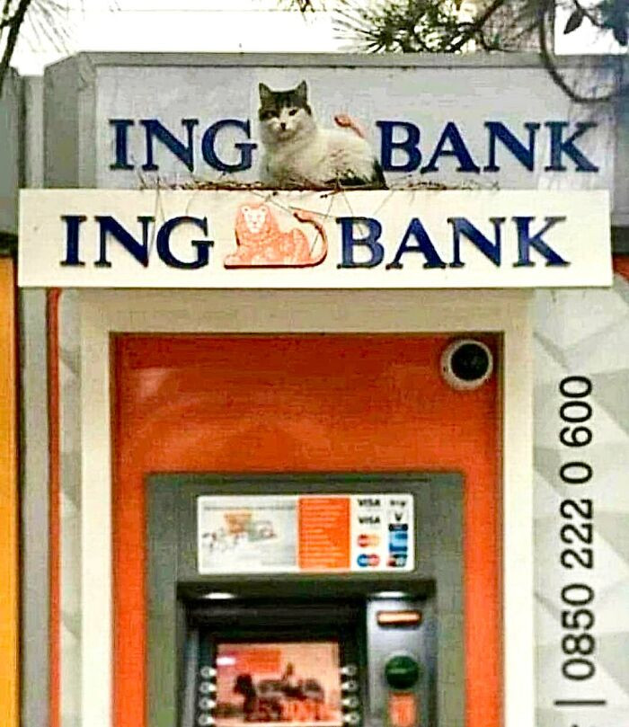 11. The bank should hire this cat as their mascot