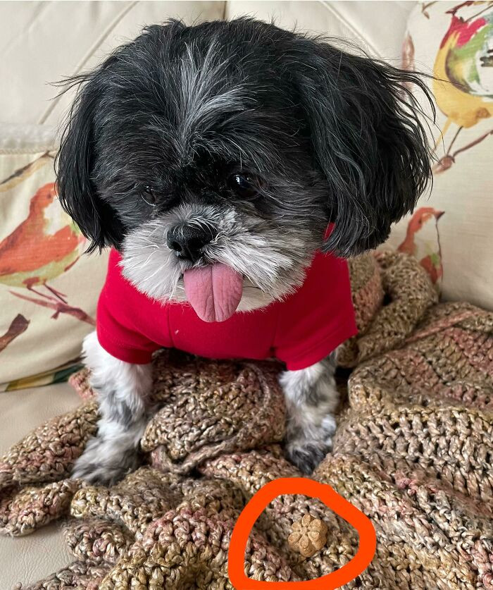 "My Dog Is So Mad At Me For Putting Him In A Sweater That He Won’t Look At Me Or Eat The Treat I Gave Him For Wearing It"