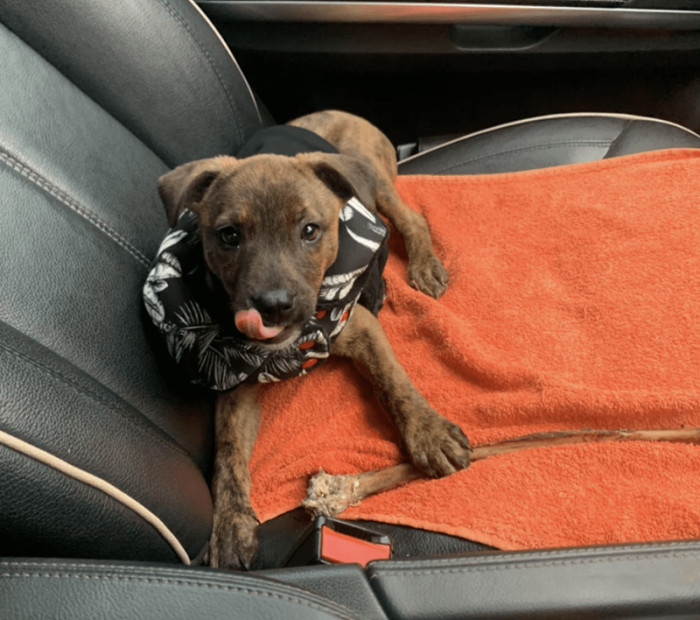 14. "From a cute rescue ... to a big thug setting off my seatbelt warning ?? she is the best part of my day ??"