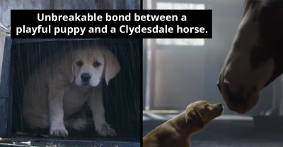 Budweiser Steals Hearts Once Again As Clydesdale Horses Rescue Puppy In Their Iconic Super Bowl Commercial