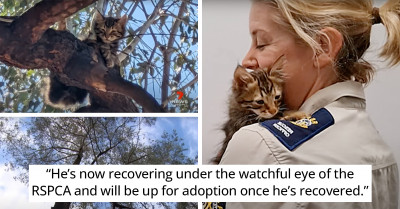 Australian Firefighter Catches Kitten Midair, While Awestruck Bystanders Record