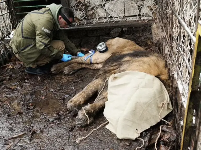 Ruben was finally saved by an animal rescue charity.