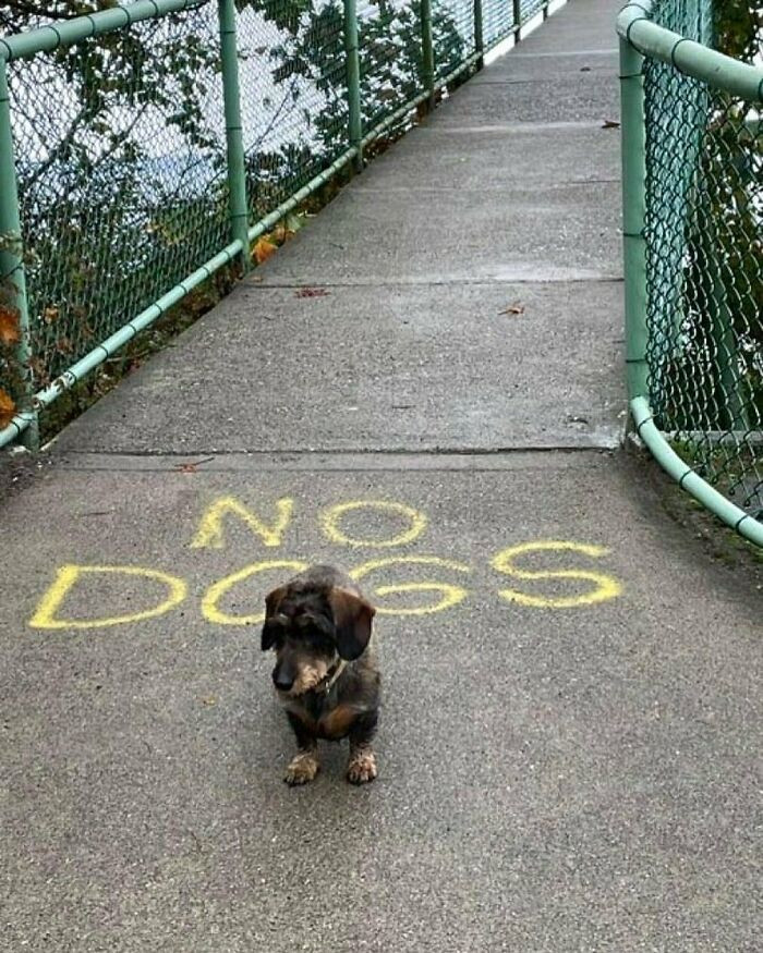 Close-up of pet with intense expression, caption hints power of fire