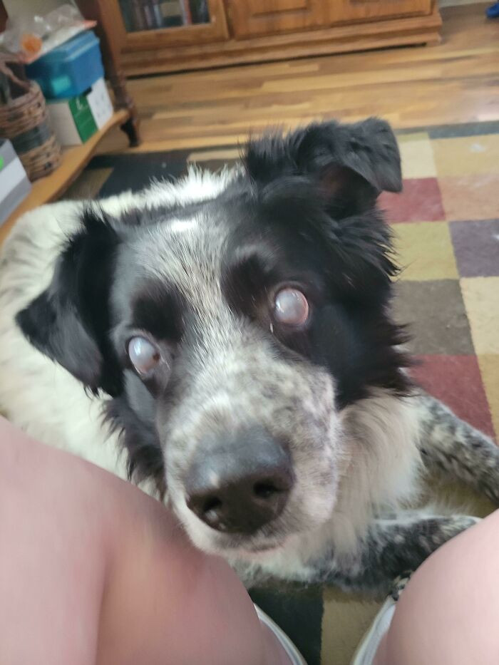 "My Air Conditioner Was Out, So We Went To My In-Laws' House To Stay Cool, And Ace Stayed Around Me The Whole Time."