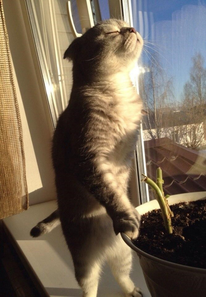 22. I'll just feed off the sun rays until I fade away from hunger