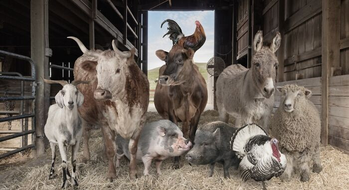 “Judique” By Robert Macinnis