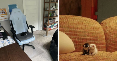 54 Pocket-Sized Cats in Oversized Places