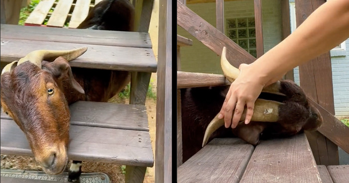 Little Dobby spotted a delicious treat sitting unguarded on the porch steps and went for it