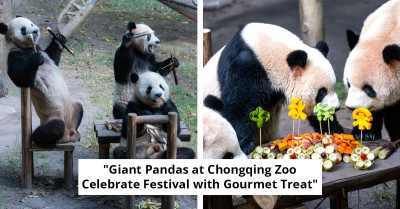Four Pandas Delight Zoo Visitors With An Adorable Tea Party Picnic
