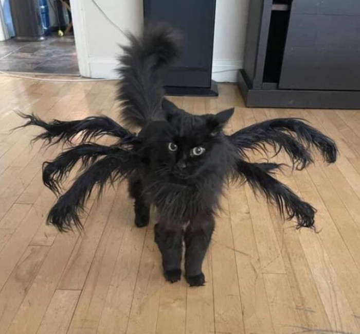 5. “Everyone, look at the Halloween costume my sister got for her cat.”