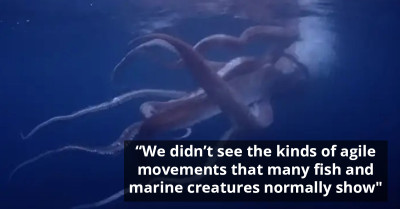 Divers Encounter Giant Squid Near Japan's Coast, Capture Exciting Rare Event On Video
