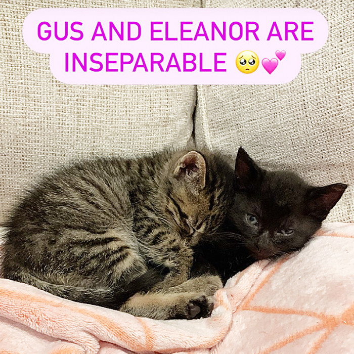 “This Litter of Kittens is So Incredibly Perfect. I Can’t Believe I Got So Lucky. They’ll Be Available in Pairs (Gus and Eleanor, Miriam and Oscar).”