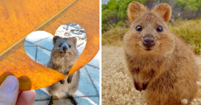 20 Pictures That Prove Quokkas Are The Most Underrated Adorable Animals