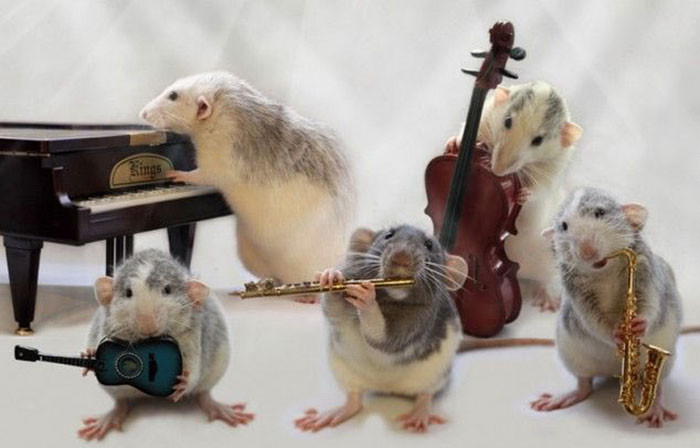 21. We are the unbeatable Rat Vibe Band