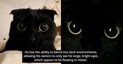 Darker Than The Night - This Adorable Pitch Black Cat Looks Like a Walking Shadow With Eyes