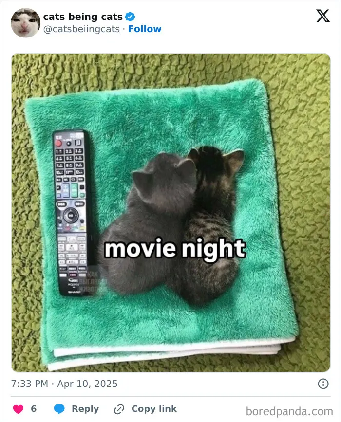 32. No snacks, no subtitles, just pure purring surround sound.