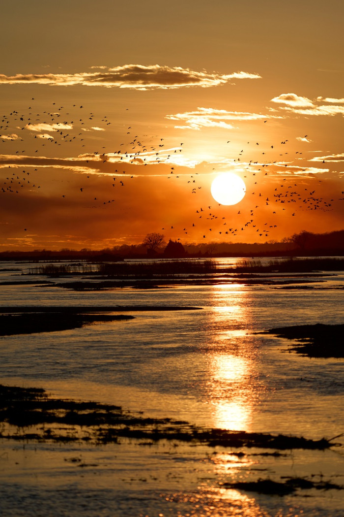 Do All Birds Migrate?