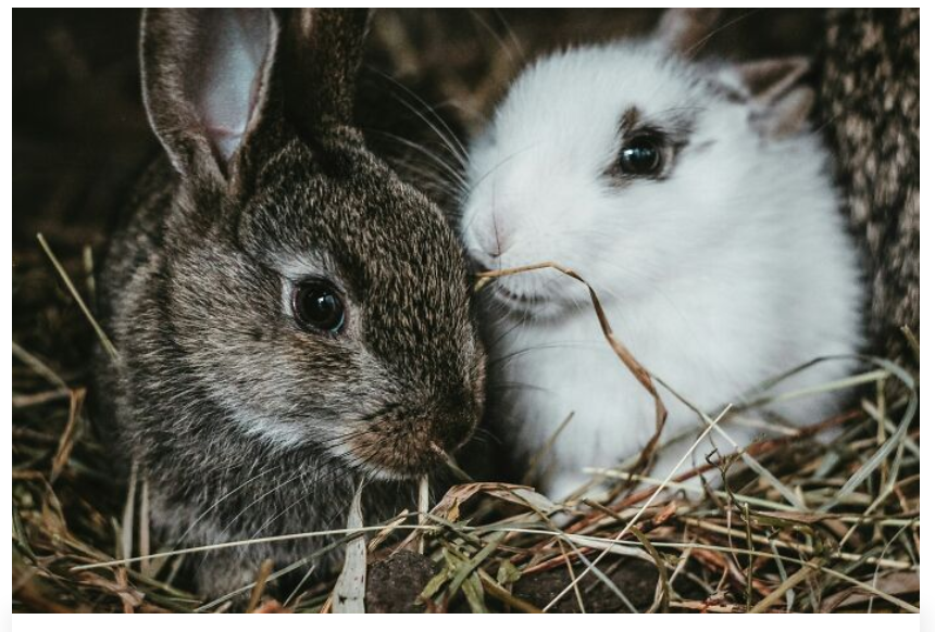 18. Rabbits love to chew and dig.