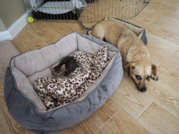 5. Nothing here, just a cat in my space.