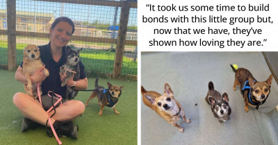Three Chihuahuas Who Are Best Friends Are Hoping To Find A Forever Home Together
