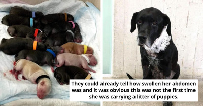 Senior Labrador Retriever That Was Surrendered At A Shelter Gives Birth To 21 Puppies After Being In Labor For More Than A Day