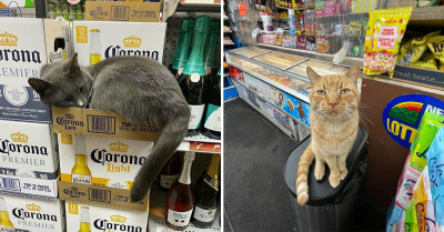 50 Purrfect Pictures Of Bodega Cats Relaxing In Shops As If They’re Employees Of The Month