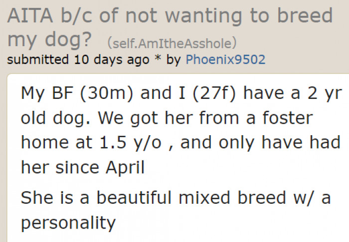 How They Got Their Beautiful Dog