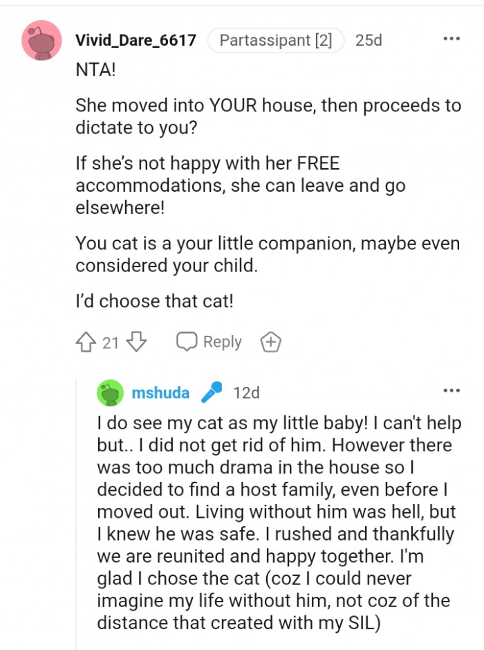 Your cat is your little companion.