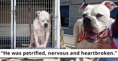 Shelter Dog Displays A Heartbreaking Facial Expression After No One Wanted To Adopt Him, Gets His Wish Granted