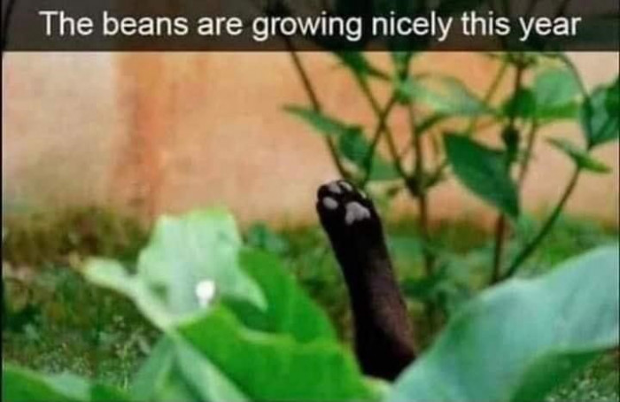 6. Nice beans