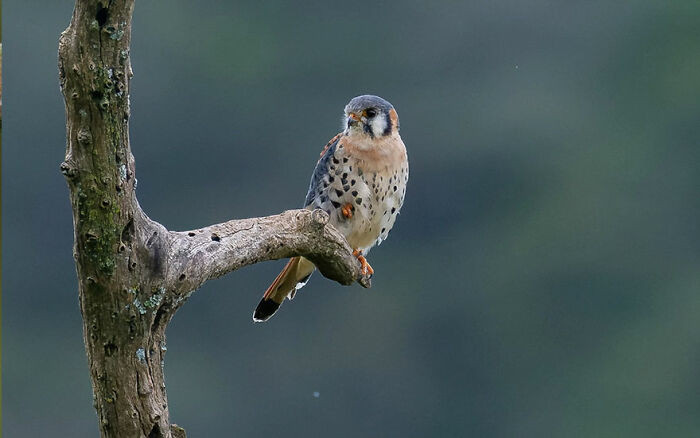American Kestrel