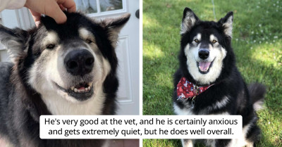 Lady Informs Her Dog About The Vet’s Appointment And Records His Priceless Reaction