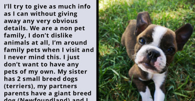 Couple Doesn't Want Dogs In Their Home, But Family Insists On Bringing Their Newfoundland When Visiting