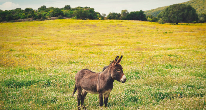 8. Miniature Donkeys, With Conditions
