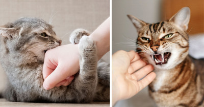 7 Places Where Cats Like to Be Pet So You Don't Get Scratched