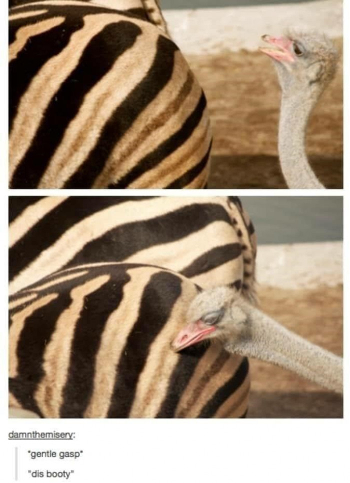 5. The spot that is comfortable for this animal