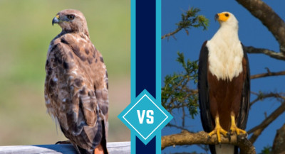 Hawk vs Eagle: How to Identify These Birds of Prey