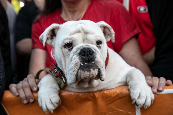 This is Kirby — an adorable bulldog pup whose dream came true.