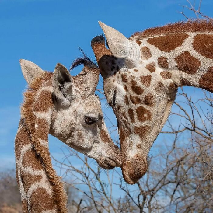 "Mawenzi and Temba are watching over each other. You can see how strong their bond is. Fun fact: Giraffes have hair-covered horns called ossicones, but only males use them (for fighting each other)."
