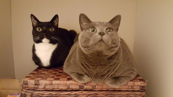 8. I think our hoomans are coming... Oh hey hooman, welcome back!