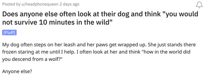 Could our beloved doggos really survive for ten minutes if they found themselves in the wild?