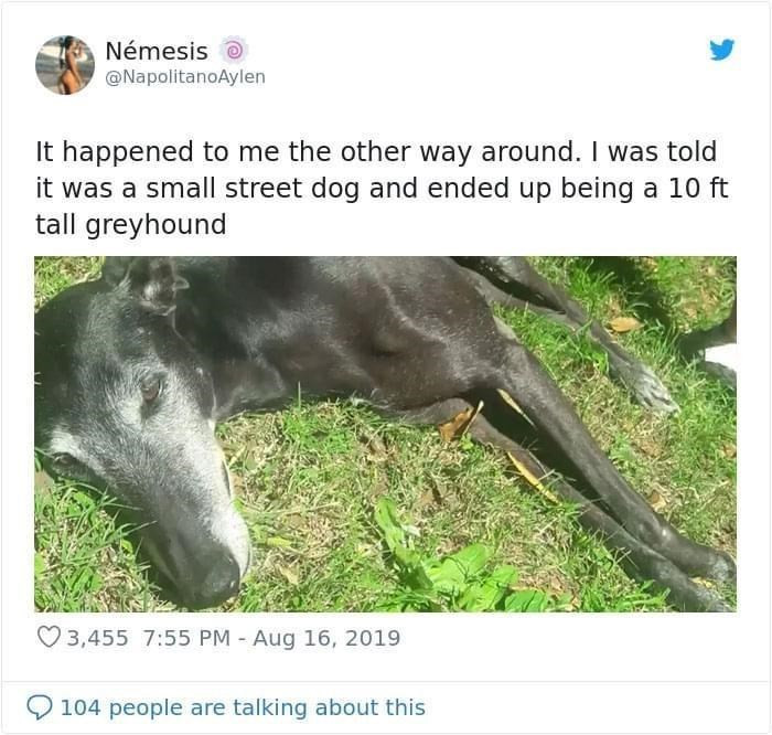 8. They said it was a small street dog, and here we are