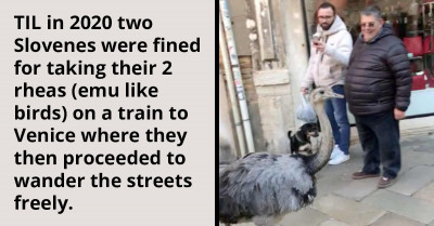 Two Rheas Disturb the Peace in Venice, Cause Authorities to Fine Their Owners and Bar Them from the City.