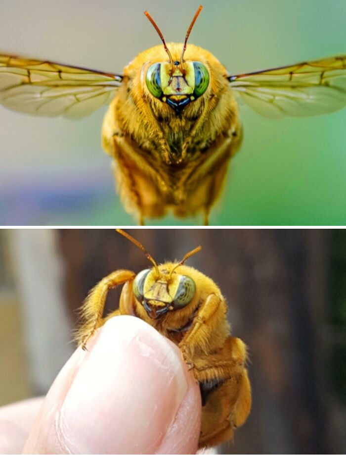 Teddy bear bees are surprisingly large, reaching about 26 millimeters (one inch) in length, and the males are wrapped in thick golden fuzz that makes them look like flying teddy bears.
